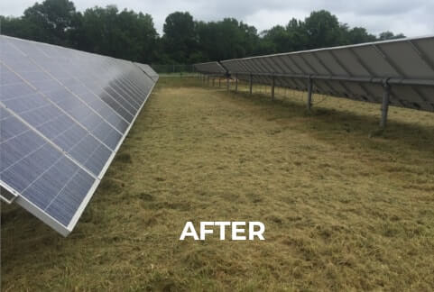 Freshly mowed utility-scale solar site